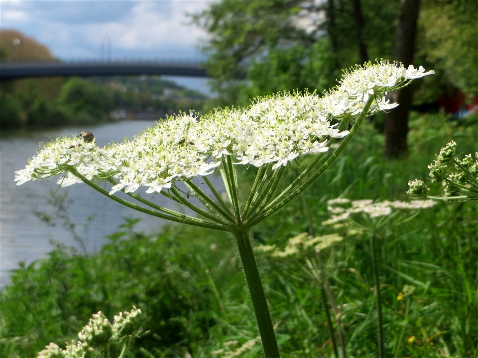 Wiesen-Bärenklau (Heracleum sphondylium) an der Saar in Saarbrücken