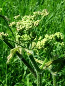 Wiesen-Bärenklau (Heracleum sphondylium) an der Saar in Saarbrücken