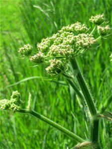 Wiesen-Bärenklau (Heracleum sphondylium) an der Saar in Saarbrücken