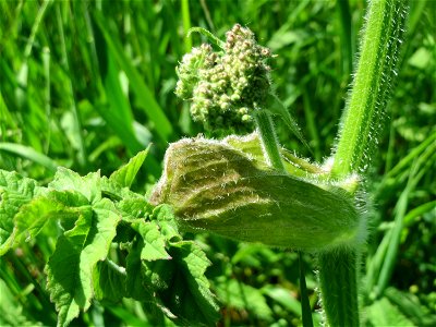 Wiesen-Bärenklau (Heracleum sphondylium) an der Saar in Saarbrücken