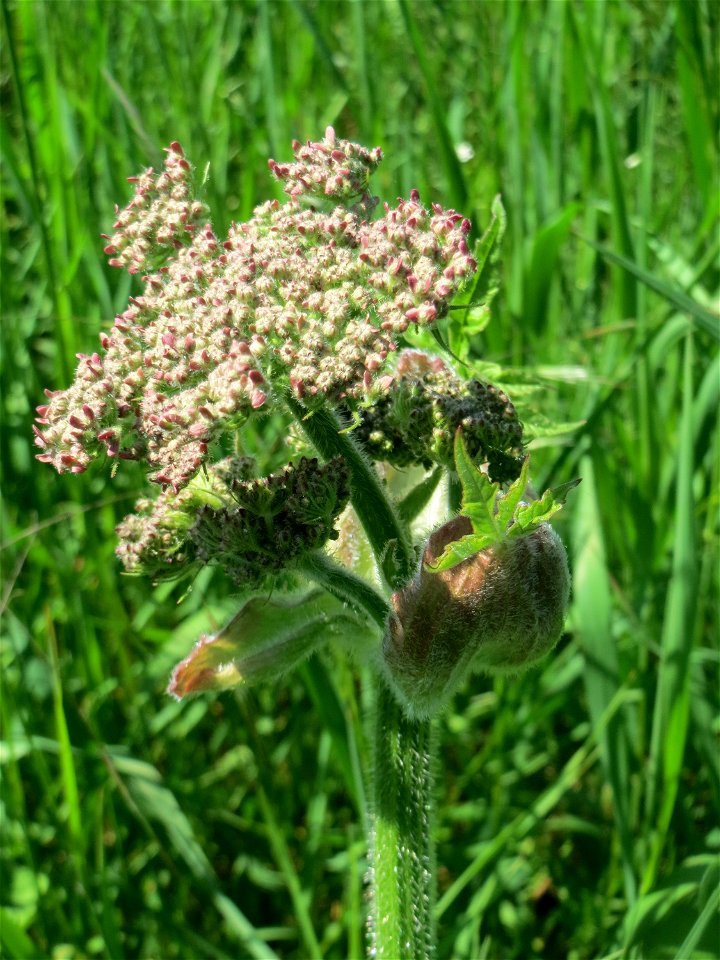 Wiesen-Bärenklau (Heracleum sphondylium) an der Saar in Saarbrücken