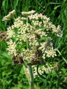 Wiesen-Bärenklau (Heracleum sphondylium) an der Saar in Saarbrücken - im letzten Jahr war er recht rar, jetzt sieht man ihn wieder häufig