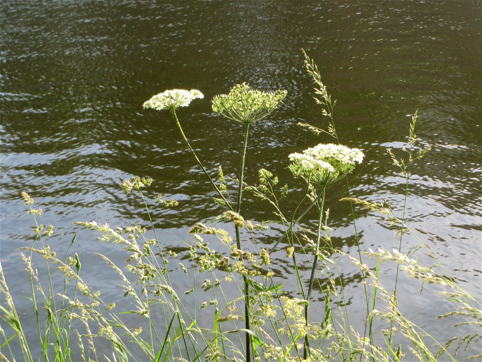 Wiesen-Bärenklau (Heracleum sphondylium) an der Saar in Saarbrücken