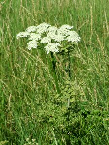 Wiesen-Bärenklau (Heracleum sphondylium) im Almet in Sankt Arnual