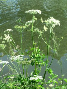 Wiesen-Bärenklau (Heracleum sphondylium) an der Saar in Saarbrücken