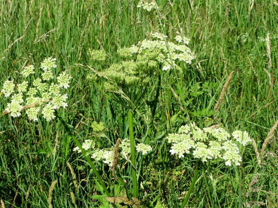 Wiesen-Bärenklau (Heracleum sphondylium) im Almet in Sankt Arnual