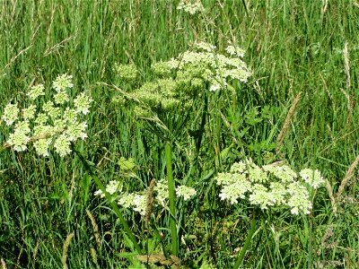 Wiesen-Bärenklau (Heracleum sphondylium) im Almet in Sankt Arnual