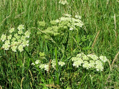 Wiesen-Bärenklau (Heracleum sphondylium) im Almet in Sankt Arnual photo