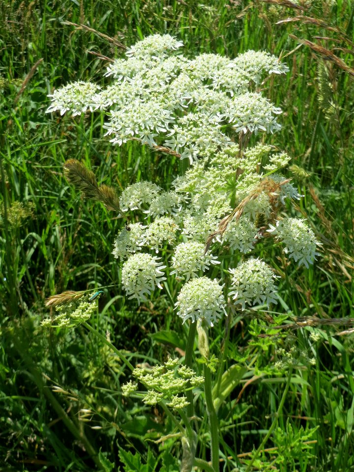 Wiesen-Bärenklau (Heracleum sphondylium) im Almet in Sankt Arnual
