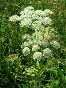 Wiesen-Bärenklau (Heracleum sphondylium) im Almet in Sankt Arnual photo