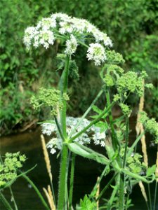 Wiesen-Bärenklau (Heracleum sphondylium) im Natur- und Landschaftsschutzgebiet „Schwetzinger Wiesen“