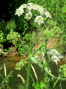 Wiesen-Bärenklau (Heracleum sphondylium) im Natur- und Landschaftsschutzgebiet „Schwetzinger Wiesen“