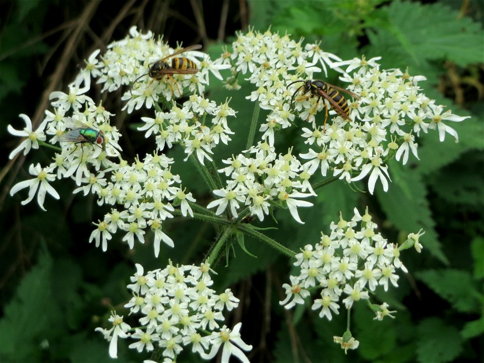 Wiesen-Bärenklau (Heracleum sphondylium) im Stiftswald Sankt Arnual