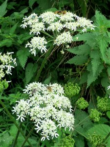 Wiesen-Bärenklau (Heracleum sphondylium) im Stiftswald Sankt Arnual
