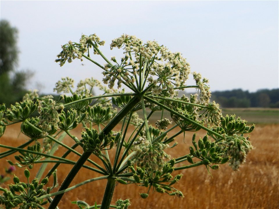 Wiesen-Bärenklau (Heracleum sphondylium) im Landschaftsschutzgebiet „Hockenheimer Rheinbogen“