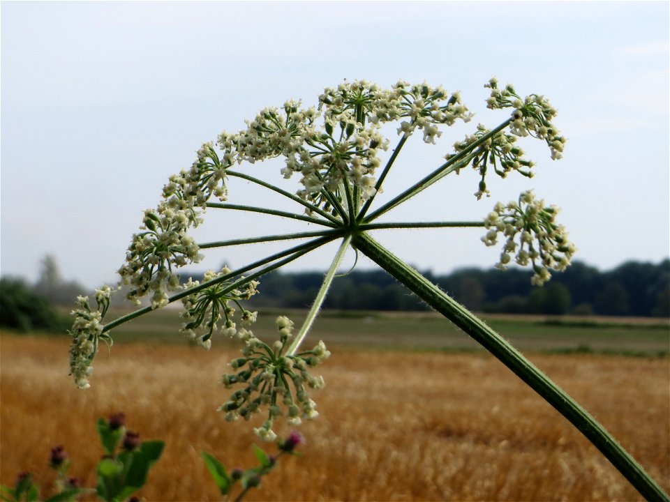 Wiesen-Bärenklau (Heracleum sphondylium) im Landschaftsschutzgebiet „Hockenheimer Rheinbogen“