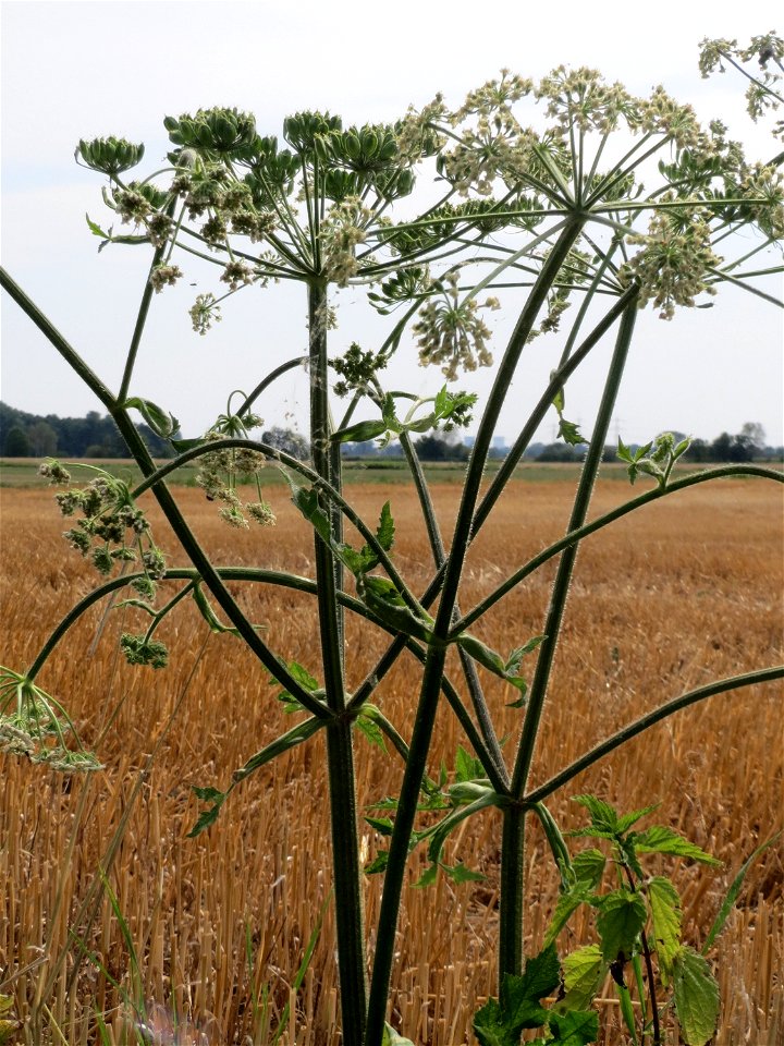 Wiesen-Bärenklau (Heracleum sphondylium) im Landschaftsschutzgebiet „Hockenheimer Rheinbogen“