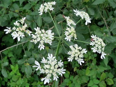 Wiesen-Bärenklau (Heracleum sphondylium) in der Schwetzinger Hardt