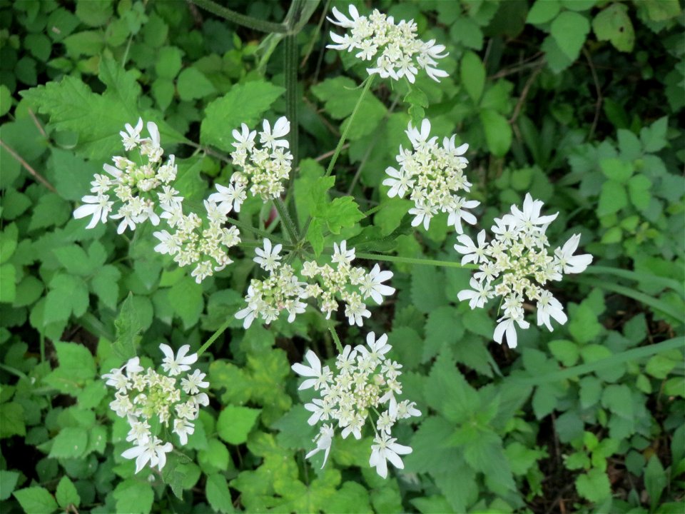 Wiesen-Bärenklau (Heracleum sphondylium) in der Schwetzinger Hardt
