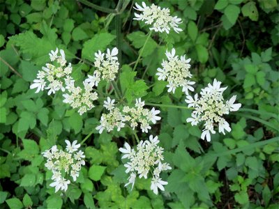 Wiesen-Bärenklau (Heracleum sphondylium) in der Schwetzinger Hardt