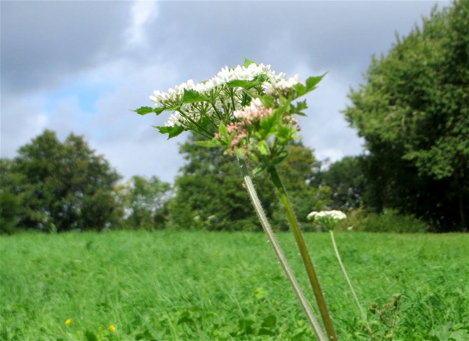 Wiesen-Bärenklau (Heracleum sphondylium) am Winterberg in Sankt Arnual
