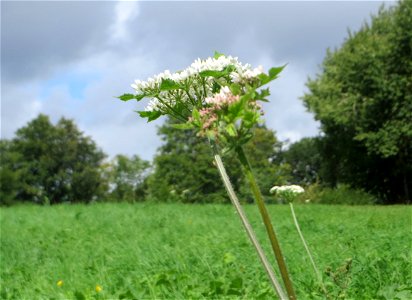Wiesen-Bärenklau (Heracleum sphondylium) am Winterberg in Sankt Arnual