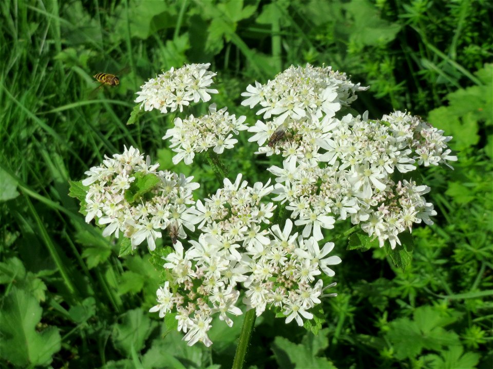 Wiesen-Bärenklau (Heracleum sphondylium) am Winterberg in Sankt Arnual