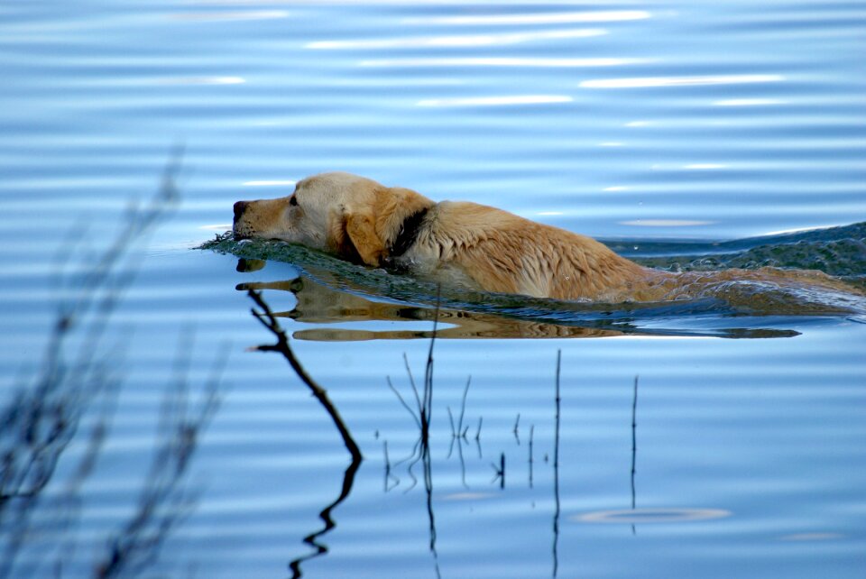 Lake animals labrador