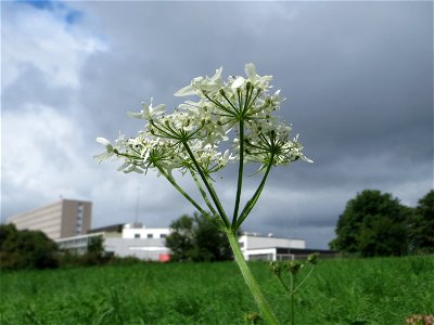 Wiesen-Bärenklau (Heracleum sphondylium) am Winterberg in Sankt Arnual