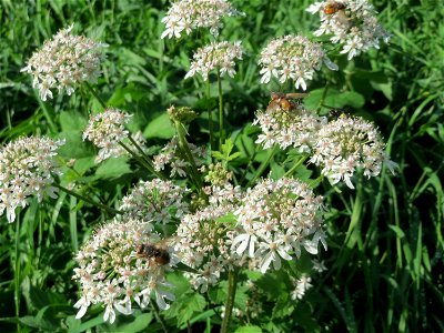 Wiesen-Bärenklau (Heracleum sphondylium) in der Schwetzinger Hardt