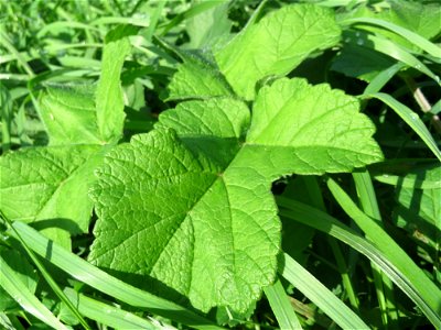 Wiesen-Bärenklau (Heracleum sphondylium) in der Schwetzinger Hardt