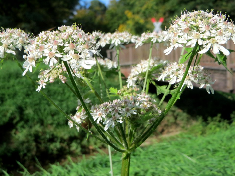 Wiesen-Bärenklau (Heracleum sphondylium) in der Schwetzinger Hardt