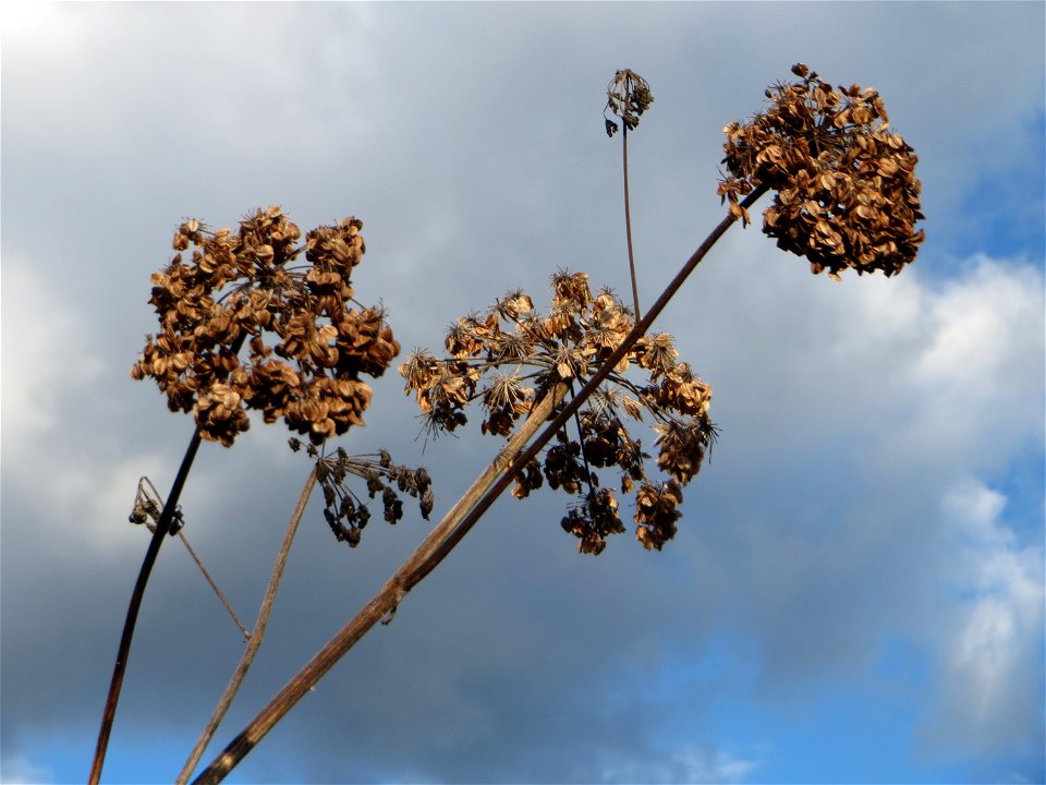 Wiesen-Bärenklau (Heracleum sphondylium) gegenüber vom Osthafen in in Saarbrücken