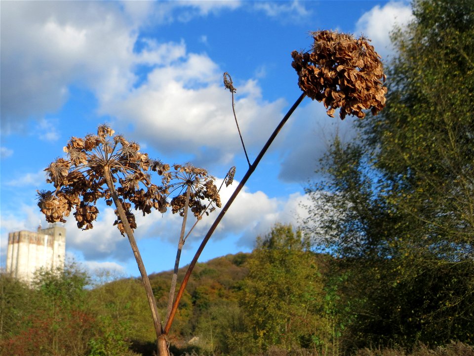 Wiesen-Bärenklau (Heracleum sphondylium) gegenüber vom Osthafen in in Saarbrücken