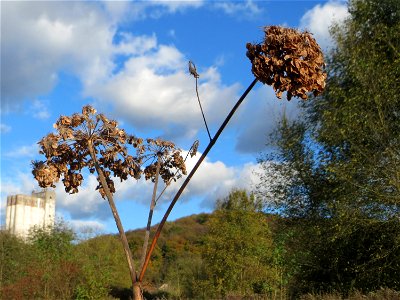 Wiesen-Bärenklau (Heracleum sphondylium) gegenüber vom Osthafen in in Saarbrücken
