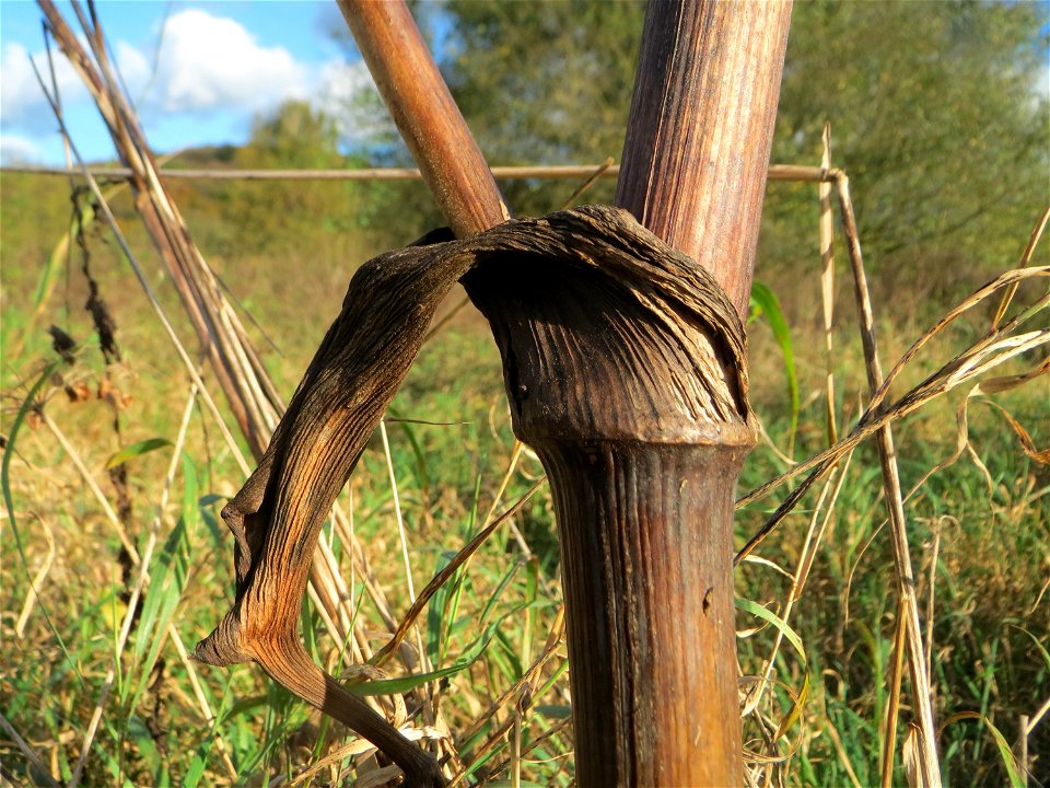 Wiesen-Bärenklau (Heracleum sphondylium) gegenüber vom Osthafen in in Saarbrücken