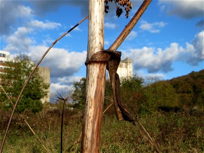 Wiesen-Bärenklau (Heracleum sphondylium) gegenüber vom Osthafen in in Saarbrücken