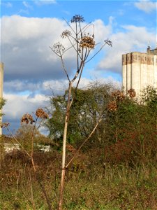 Wiesen-Bärenklau (Heracleum sphondylium) gegenüber vom Osthafen in in Saarbrücken