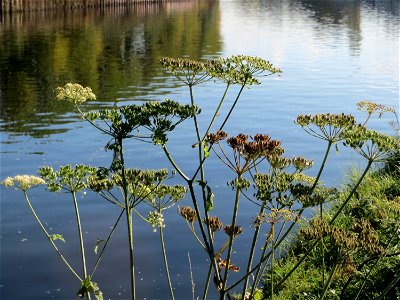 Wiesen-Bärenklau (Heracleum sphondylium) an der Saar in Sankt Arnual