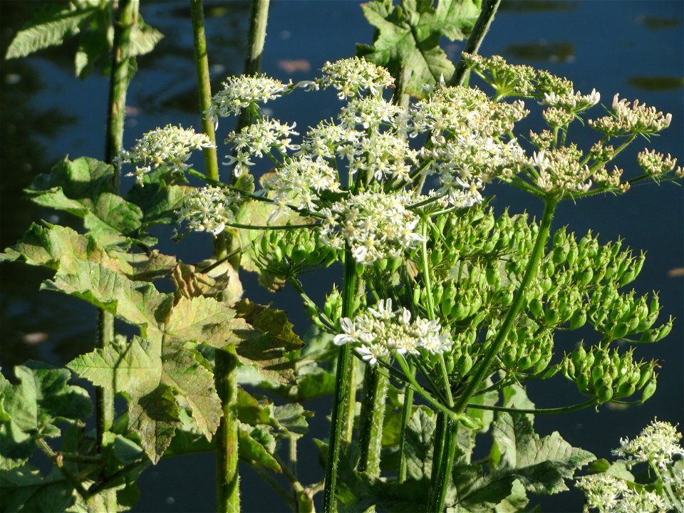 Wiesen-Bärenklau (Heracleum sphondylium) an der Saar in Sankt Arnual