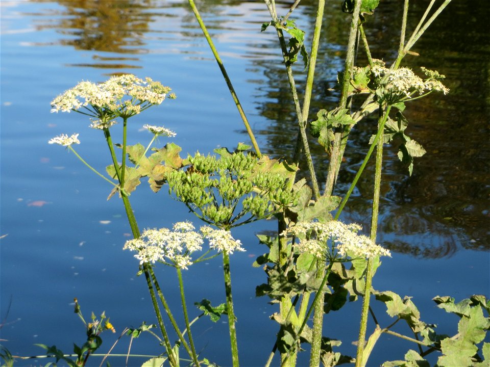 Wiesen-Bärenklau (Heracleum sphondylium) an der Saar in Sankt Arnual