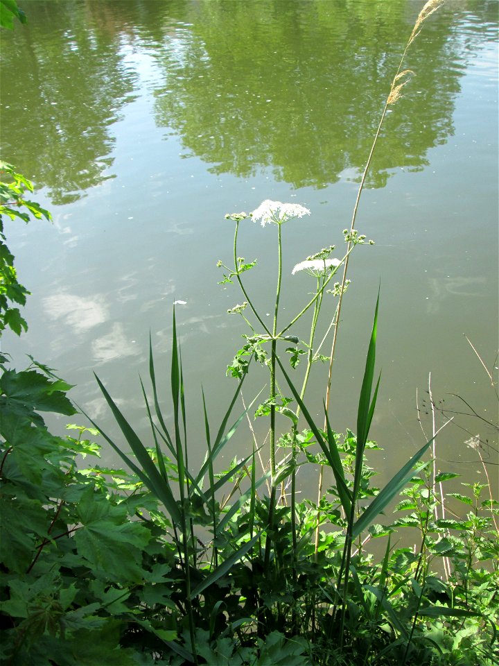 Wiesen-Bärenklau (Heracleum sphondylium) an der Saar in Saarbrücken