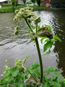 Wiesen-Bärenklau (Heracleum sphondylium) an der Saar in Alt-Saarbrücken