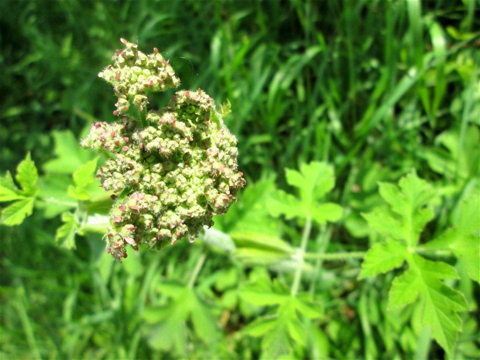 Wiesen-Bärenklau (Heracleum sphondylium) an der Saar in Saarbrücken