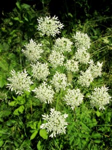 Wiesen-Bärenklau (Heracleum sphondylium) im Naturschutzgebiet „St. Arnualer Wiesen“