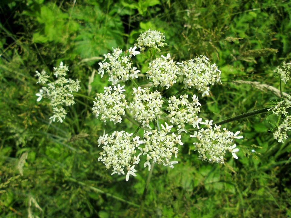 Wiesen-Bärenklau (Heracleum sphondylium) im Naturschutzgebiet „St. Arnualer Wiesen“