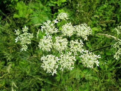 Wiesen-Bärenklau (Heracleum sphondylium) im Naturschutzgebiet „St. Arnualer Wiesen“