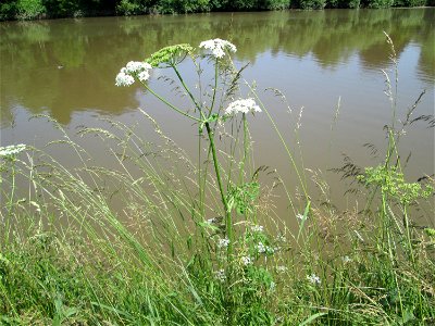 Wiesen-Bärenklau (Heracleum sphondylium) an der Saar in Sankt Arnual