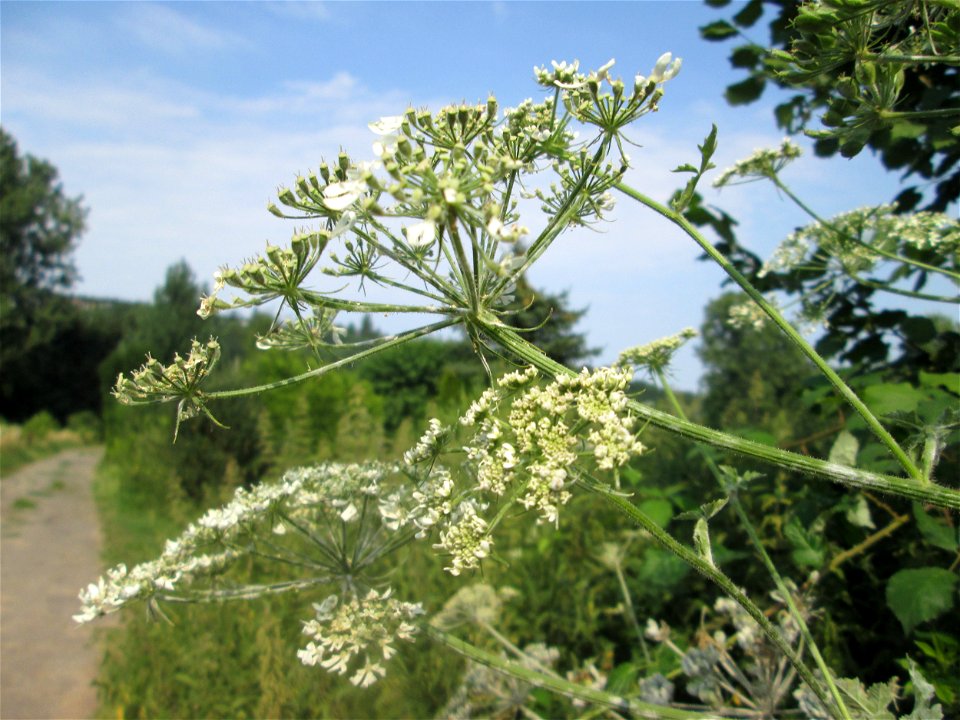 Wiesen-Bärenklau (Heracleum sphondylium) im Almet in Sankt Arnual