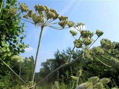 Wiesen-Bärenklau (Heracleum sphondylium) im Almet in Sankt Arnual